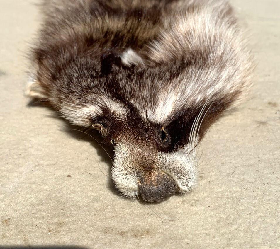 Tanned Raccoon Cased Hide