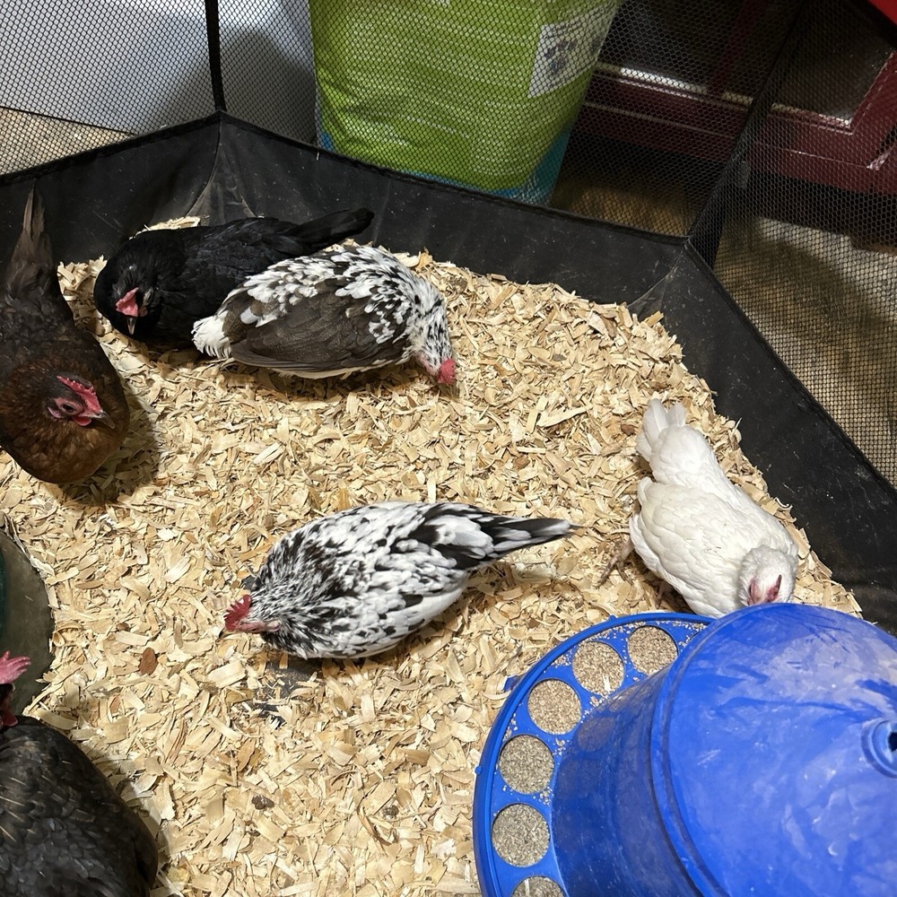 20+ 2 Micro Kikiriki Serama Hatching Eggs 4H Projects Teacup chickens