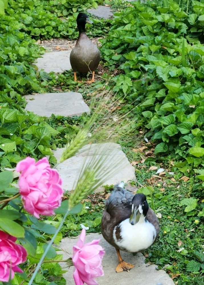 6 Mixed Color Call Duck Hatching Eggs