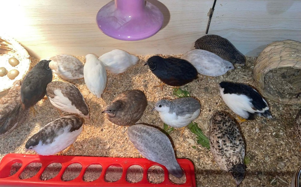 20+ Extra Button Chick (Button Quail) Hatching Eggs – Fresh & Multiple Colors