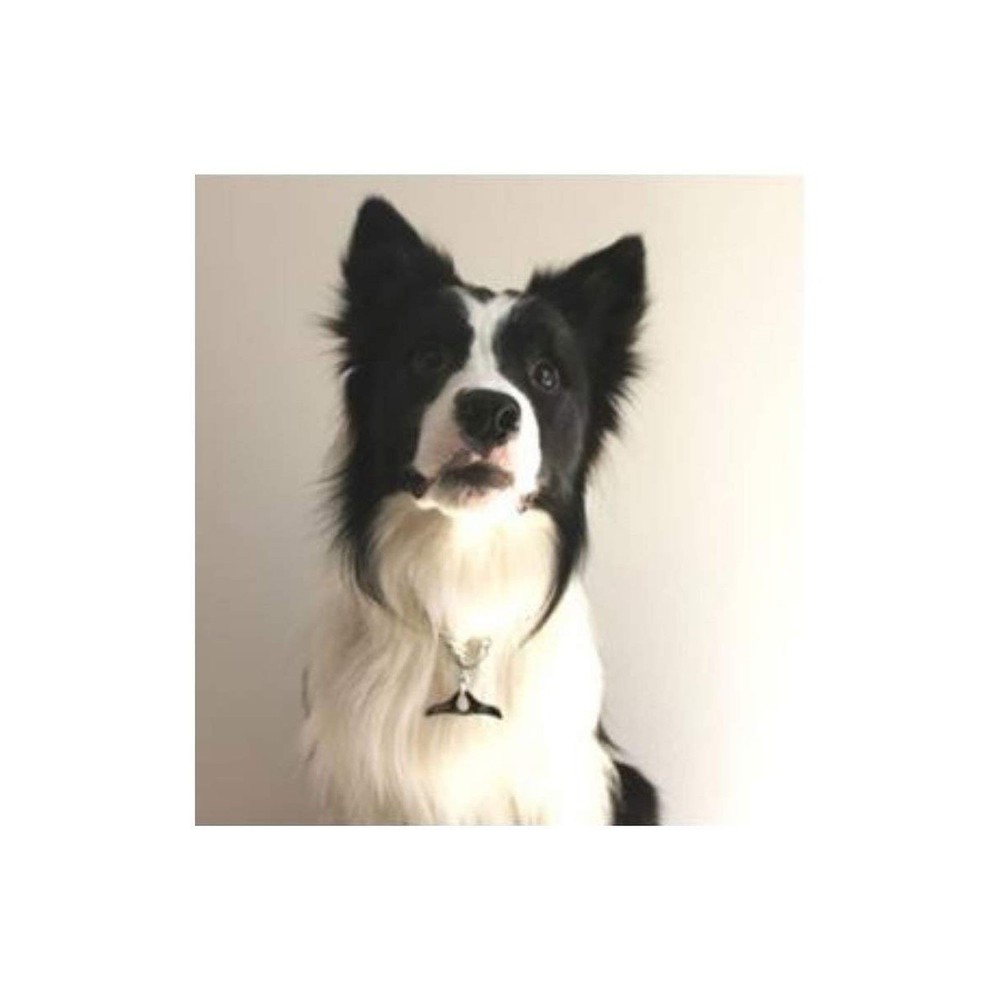 Herm Sprenger - Medium Choke Chain with Toggle - Professional Grade... Fast Ship