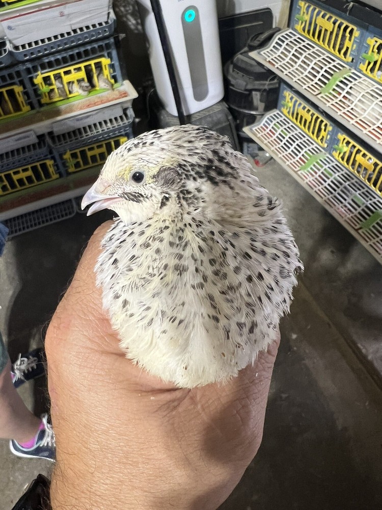 12 Buddy’s Hatchery Pearl Fee Coturnix Quail Hatch Egg