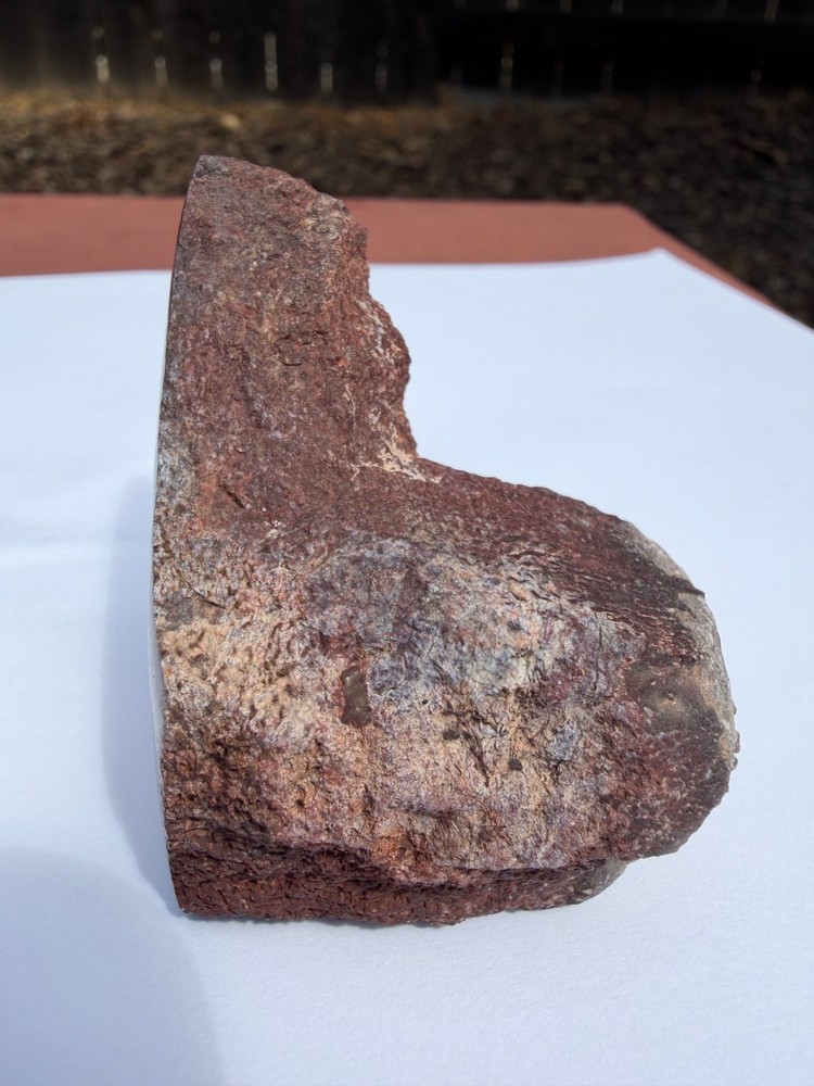 Dinosaur Gem Bone Polished Fossil Display