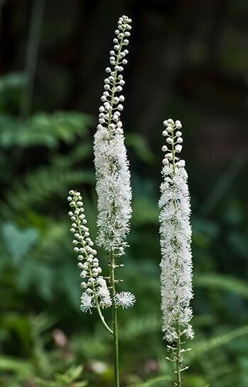 Black Cohosh (Actaea racemosa) | Bare-root