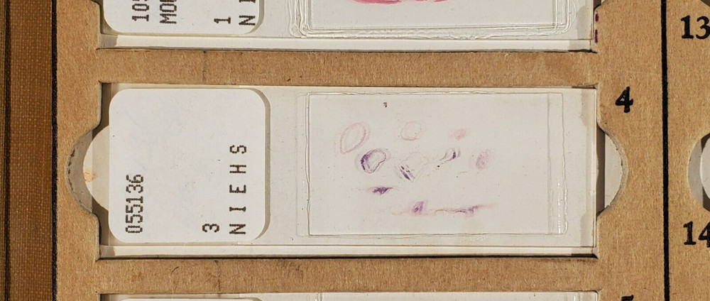 Vintage Microscope Glass Slide ~ NIEHS ~ Histology Pathology ~ Multiple 4