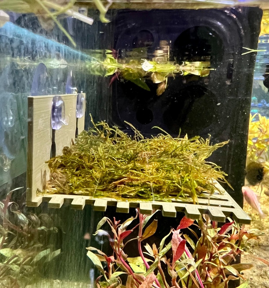 Suction Moss Ledge/Betta Bed
