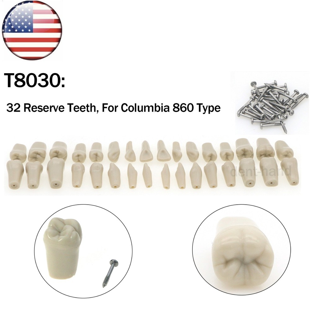 US Dental Tooth Model With 32pcs Replacement Teeth Columbia Dentoform 860 Type