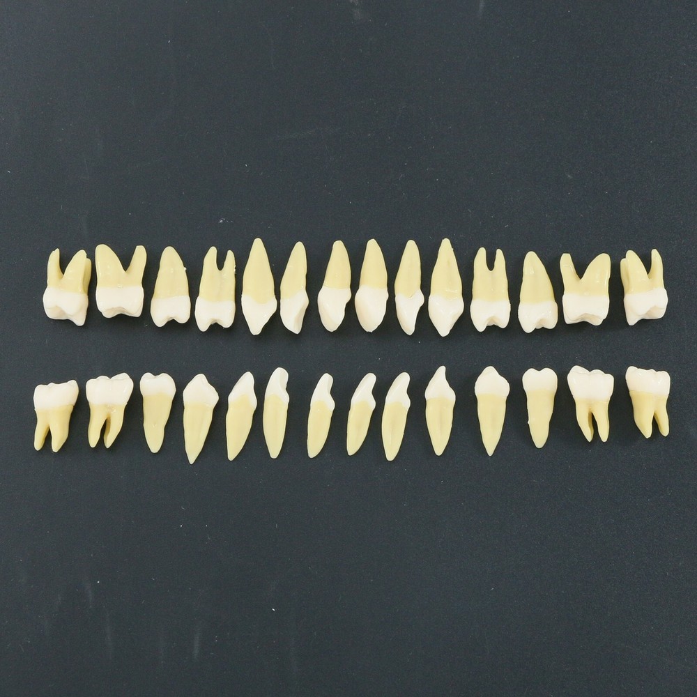 Dental 1:1 Teeth Demonstration Teach Study Model with 28Pcs Permanent Teeth