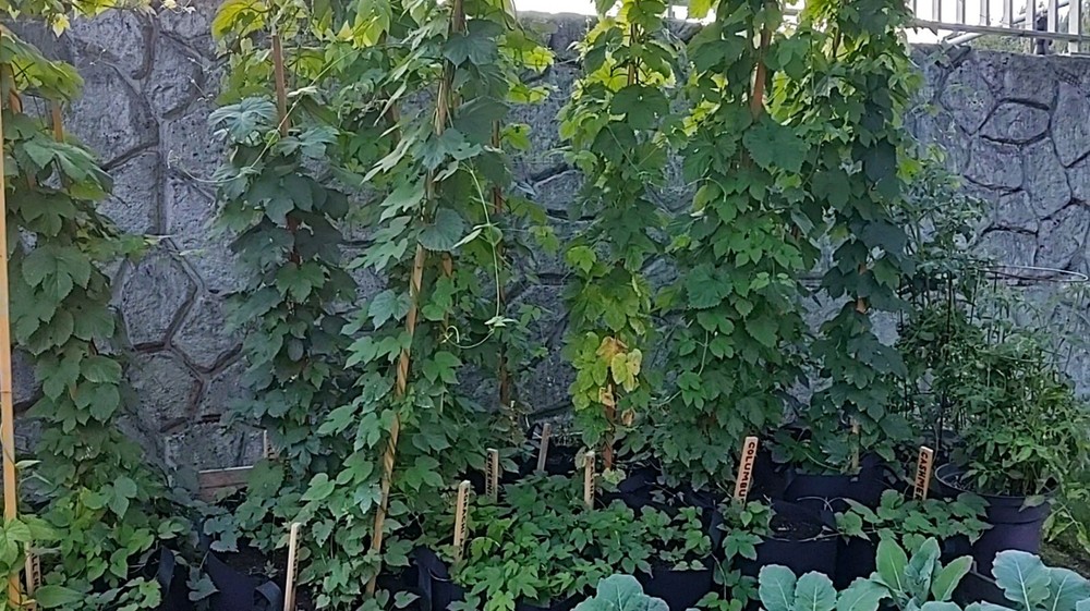 Hop rhizomes (Cascade,Chinook,Comet)