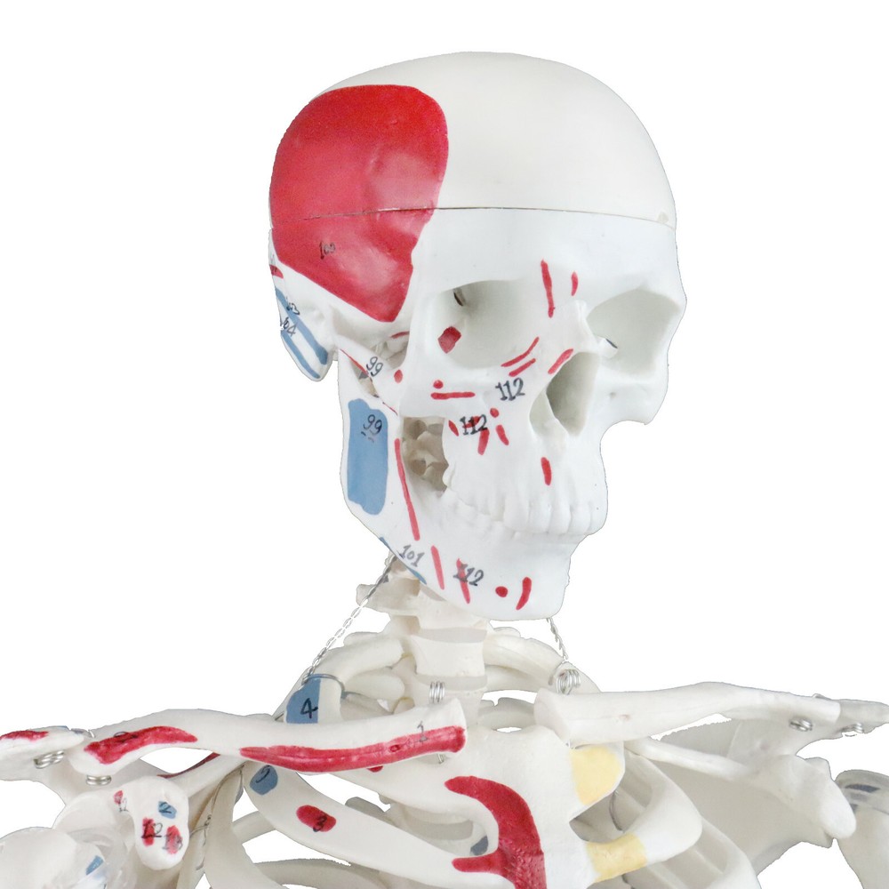 Vision Scientific Half Size Human Skeleton- 33” (84cm) with Muscles