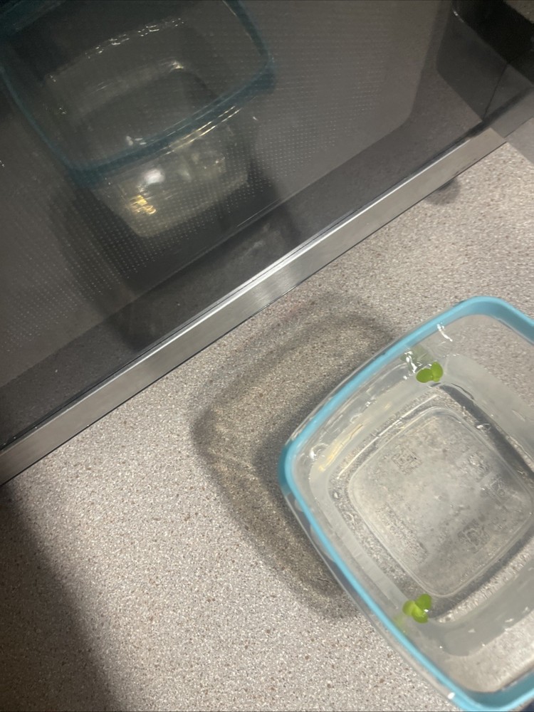 Duck Weed *bonus Floater*