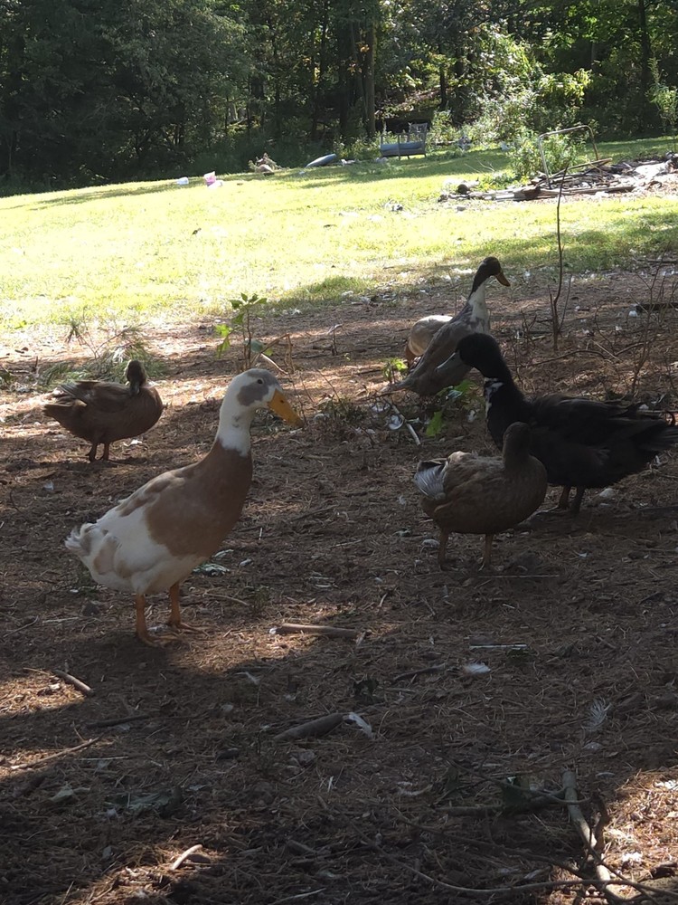 6+ Eggs Indian Runner & Campbell fertilized duck eggs