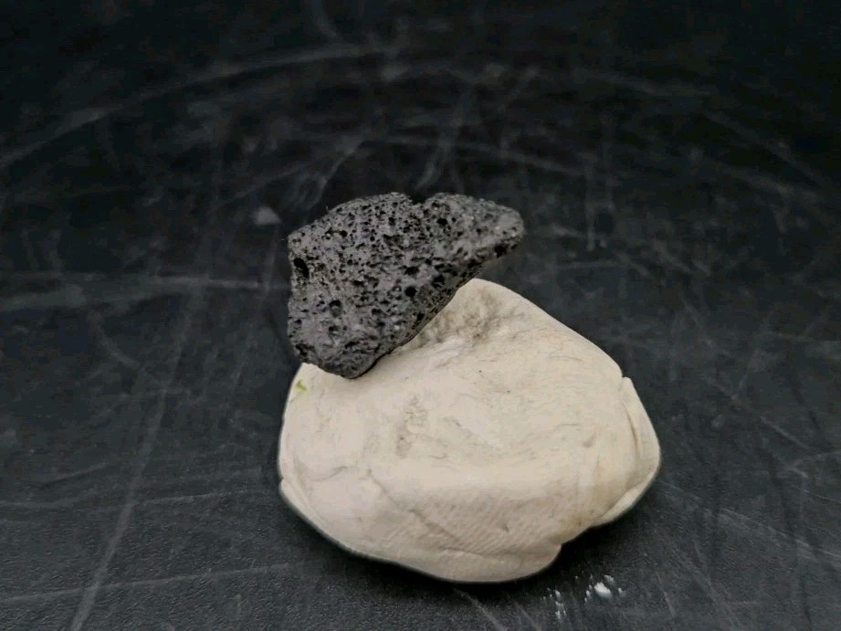 Raptor Talon Fossil Cast Fossil