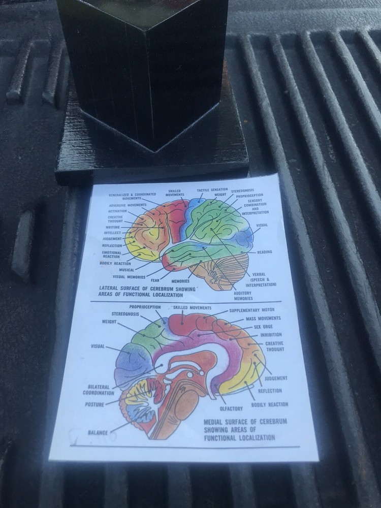 Human Skull Model,4 Part Human Brain with stand