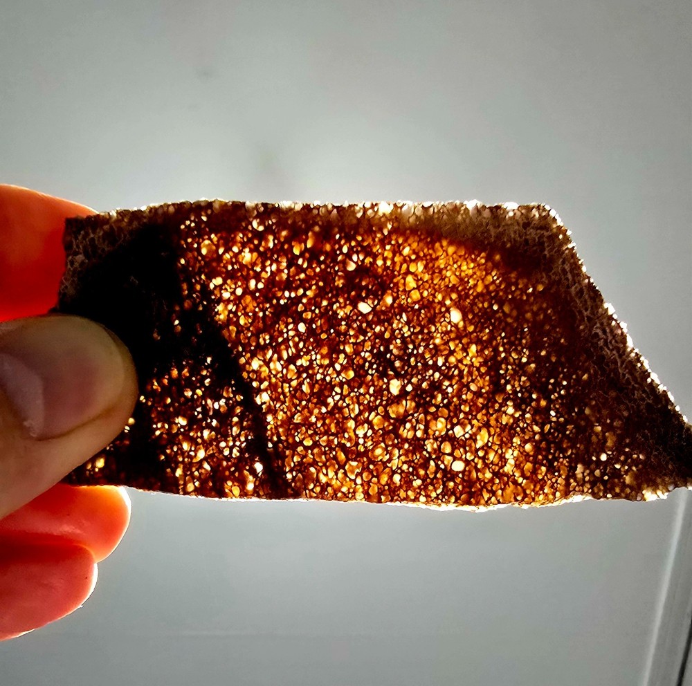 Fossil Dinosaur Bone Lapidary Slab