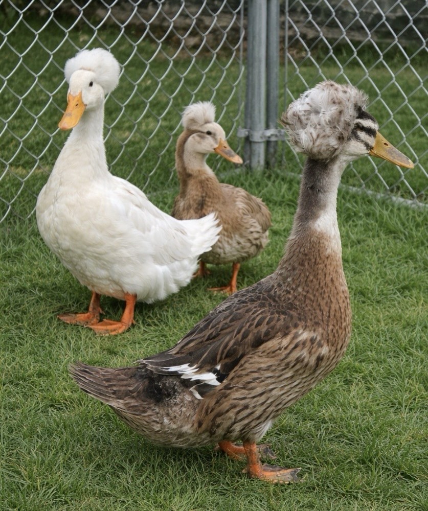 12 Pack Crested Duck Eggs