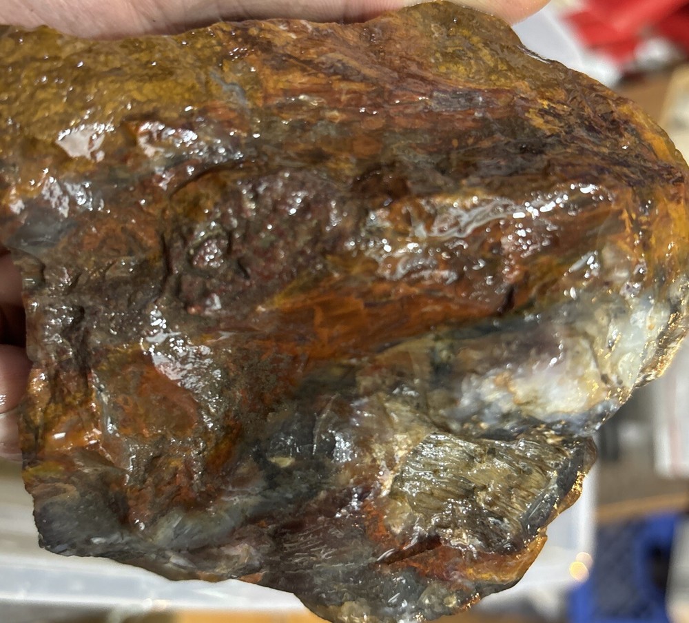 Silver Creek Junction petrified wood