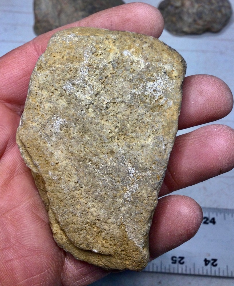 Dinosaur armor plate fossil /Ankylosaurus