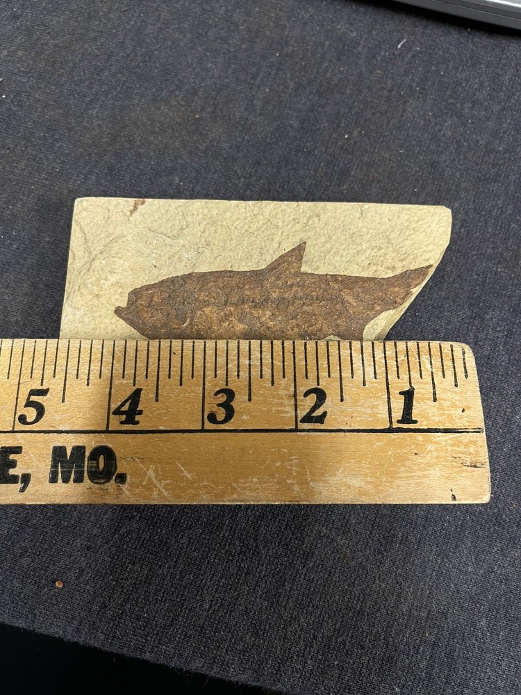 4” Fossil Fish Unknown