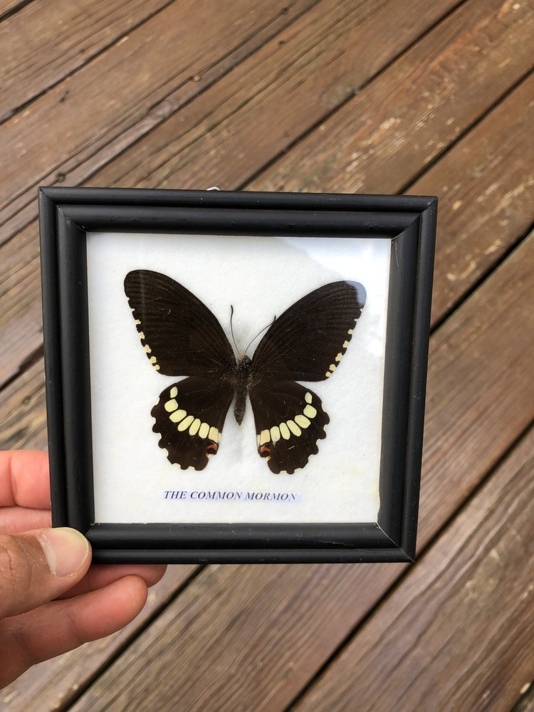 Framed Butterfly Common Mormon