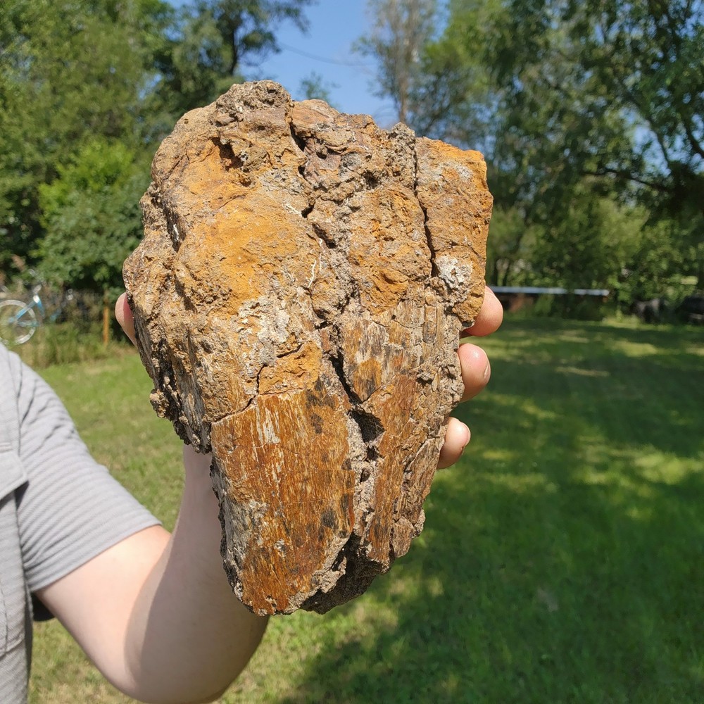 Big Heavy Dinosaur Bone Section - Fossil from Hell Creek Formation Cretaceous