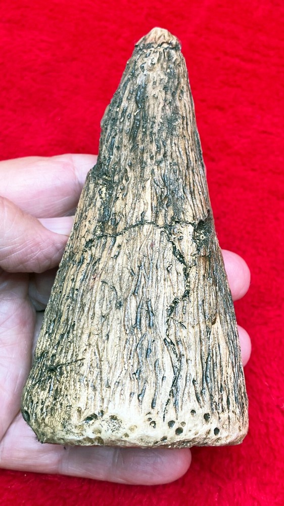 Iguanodon Dinosaur Thumb Spike, 5 inches, replica #109
