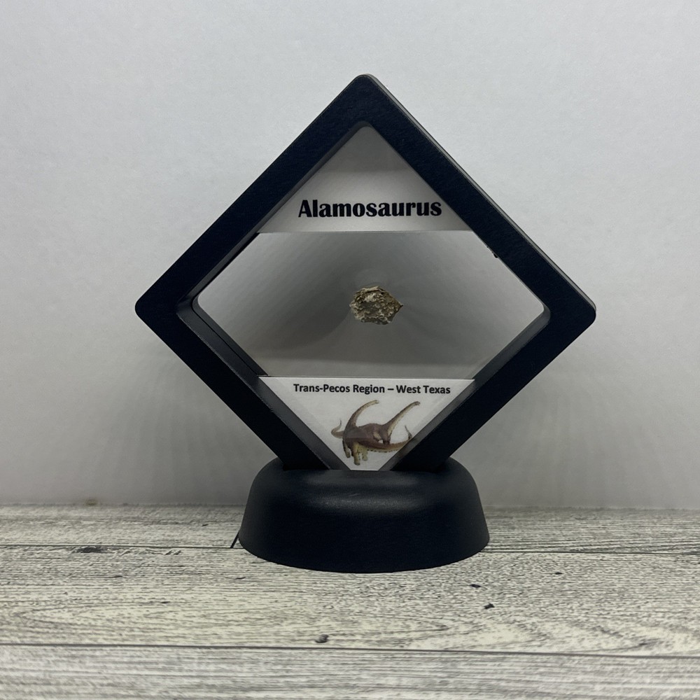 Alamosaurus Extinct Sauropod Dinosaur Bone Fossil in Display Case