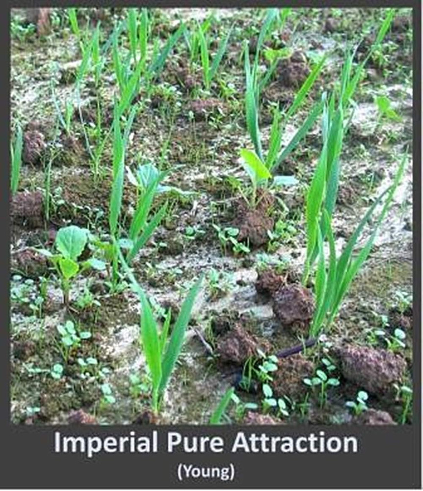 Pure Attraction Food Plot Seed .5 Acres or 26 Lbs.