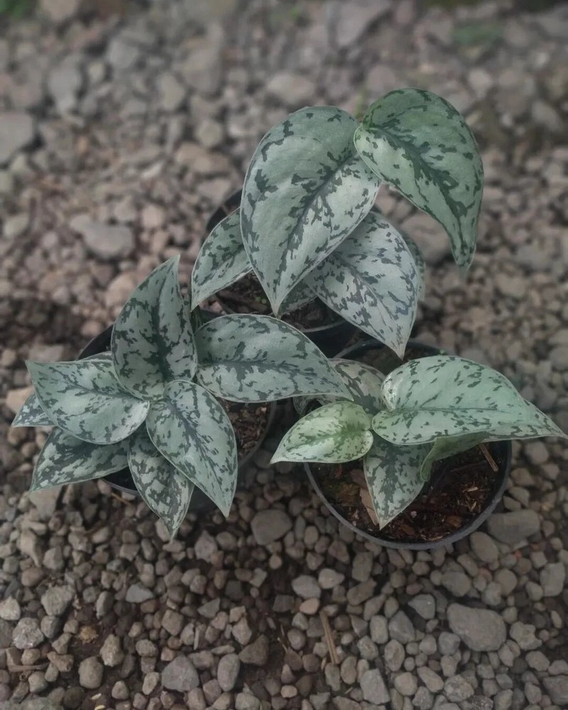 Scindapsus Silver Lady  with Phytosanitary Certificate / DHL Express