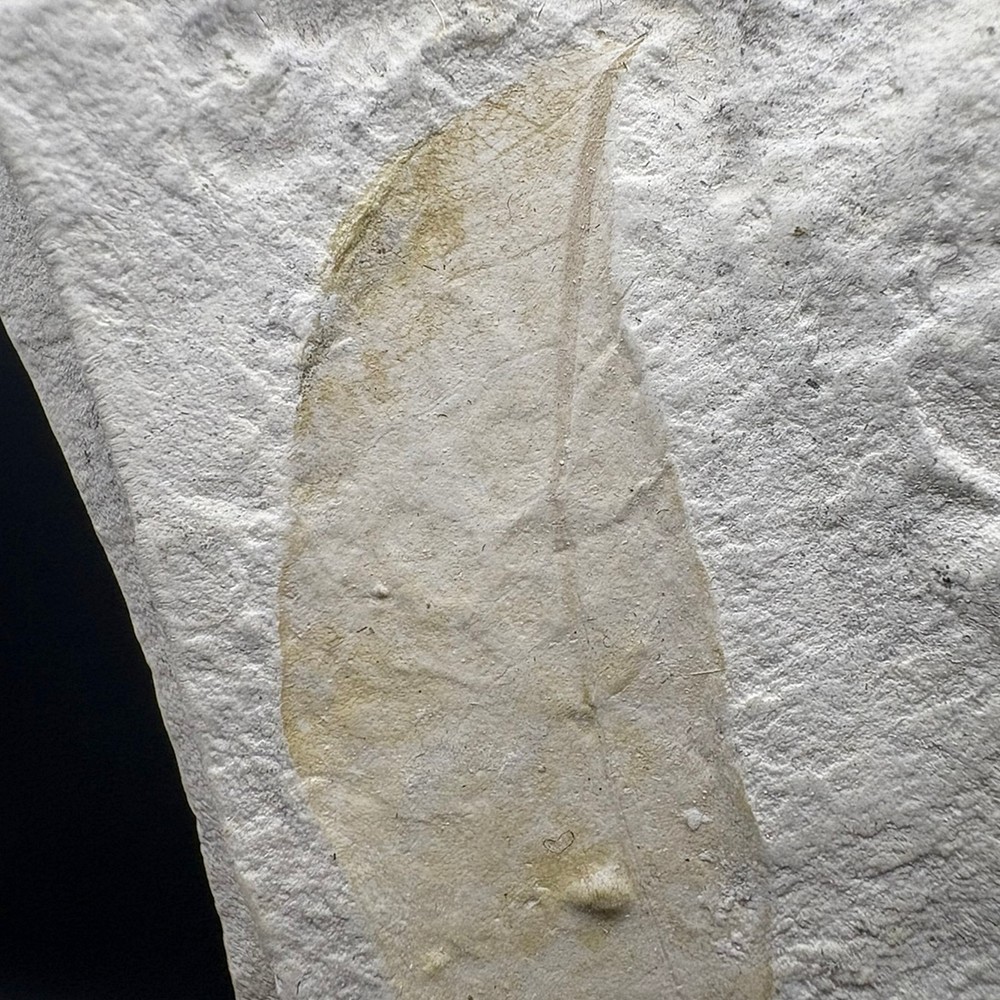 LEAF FOSSIL - Miocene - Erdobenye - HUNGARY AR40
