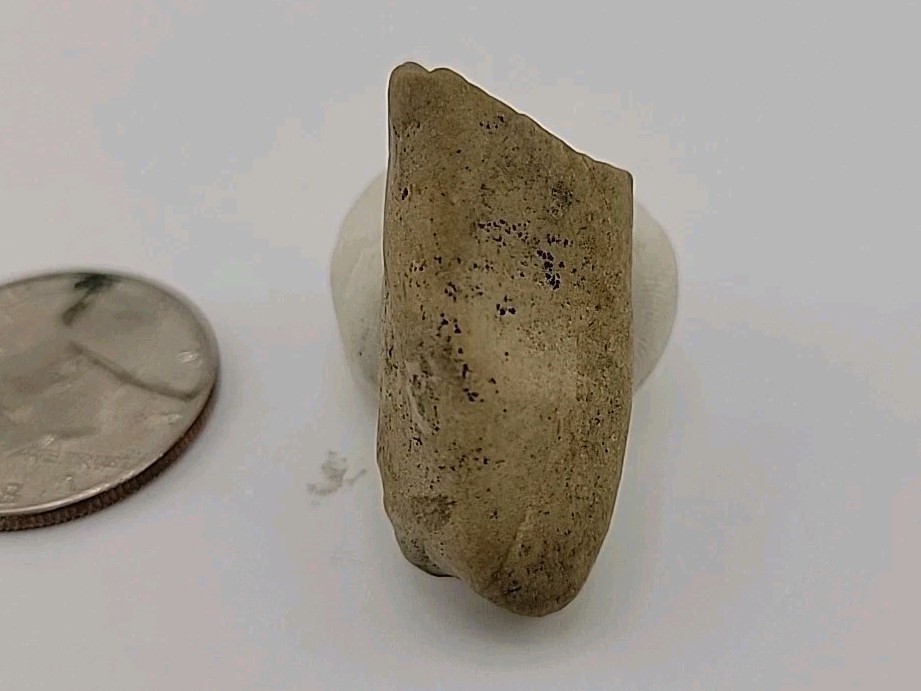 T-rex Fossil Tooth 🦖 Permineralized