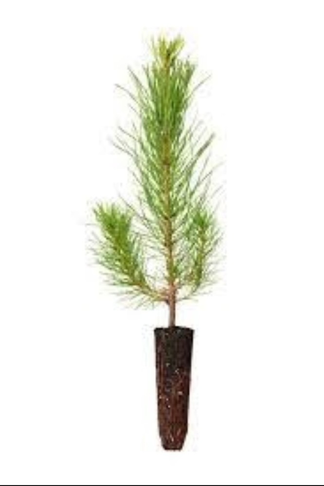 100 Containerized Loblolly Pine Seedlings (NOT BARE ROOT) Pinus Taeda