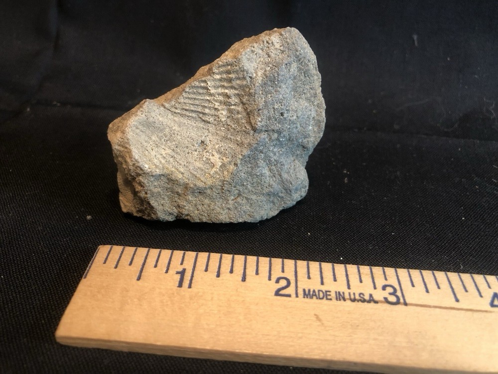 Fossils From West Virginia Mountain