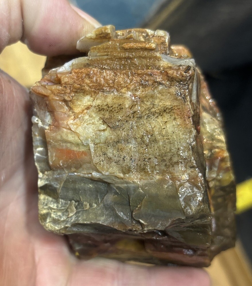 Colorful petrified wood