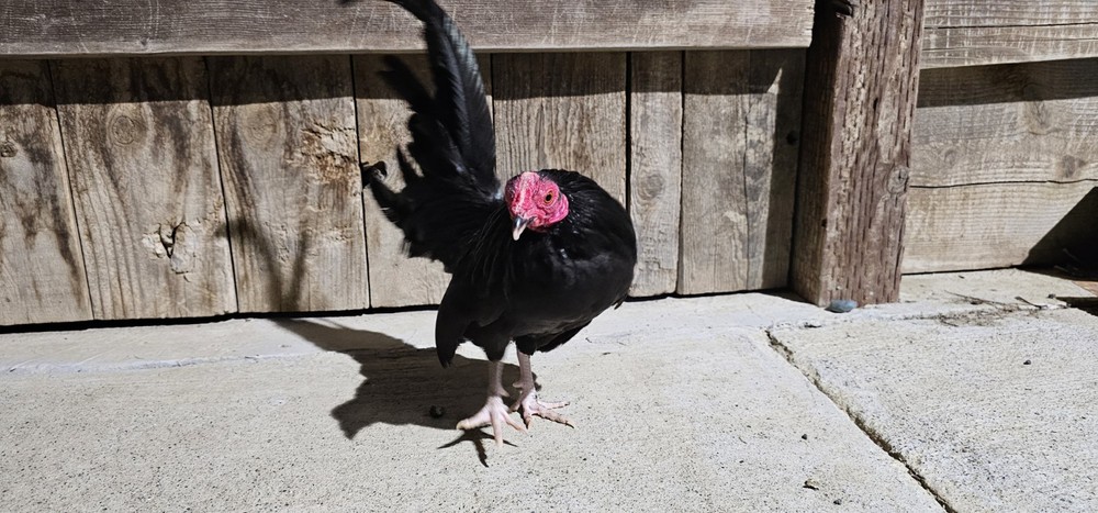 Black Azteca Bantam "Kikiriki"+🥚🥚🎉