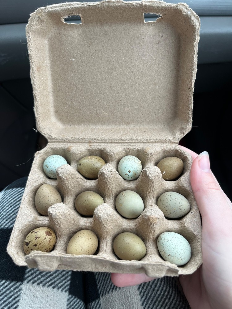 Fertilized Chicken Eggs for Hatching - One Dozen eggs - Backyard mix