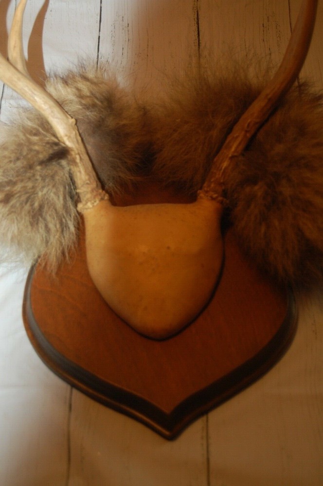 Plaque mounted Antlers