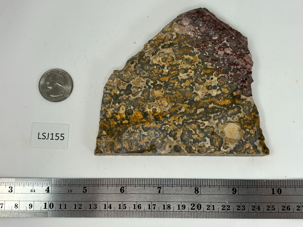 Large Orbicular Leopard Skin Jasper Slab Lapidary Cabbing Combo Ship Avail