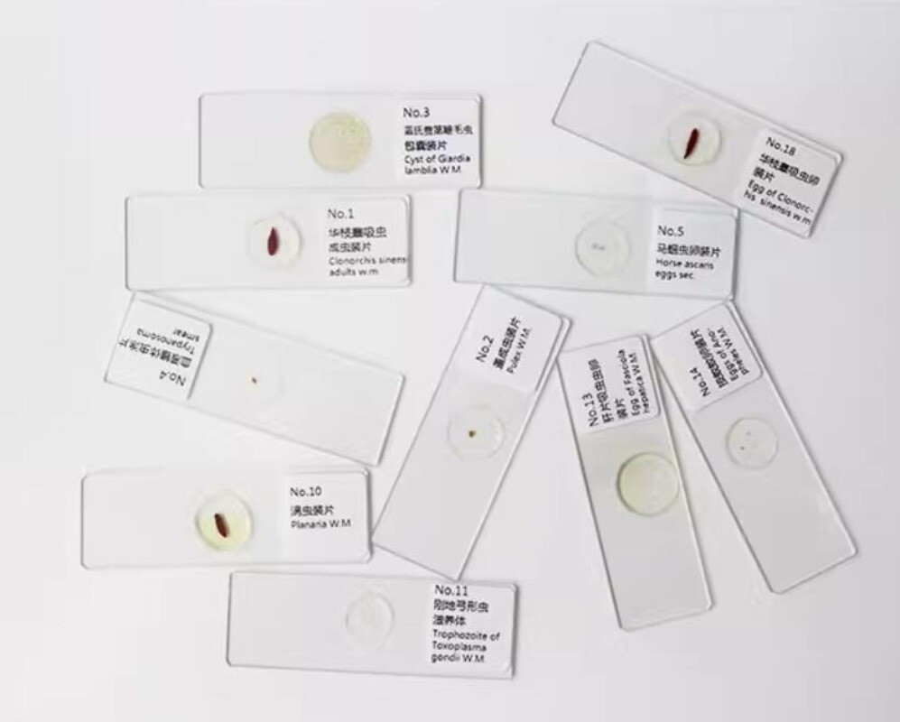 Parasites Microscope Specimen Slides for Parasitology Teaching Research 25pcs