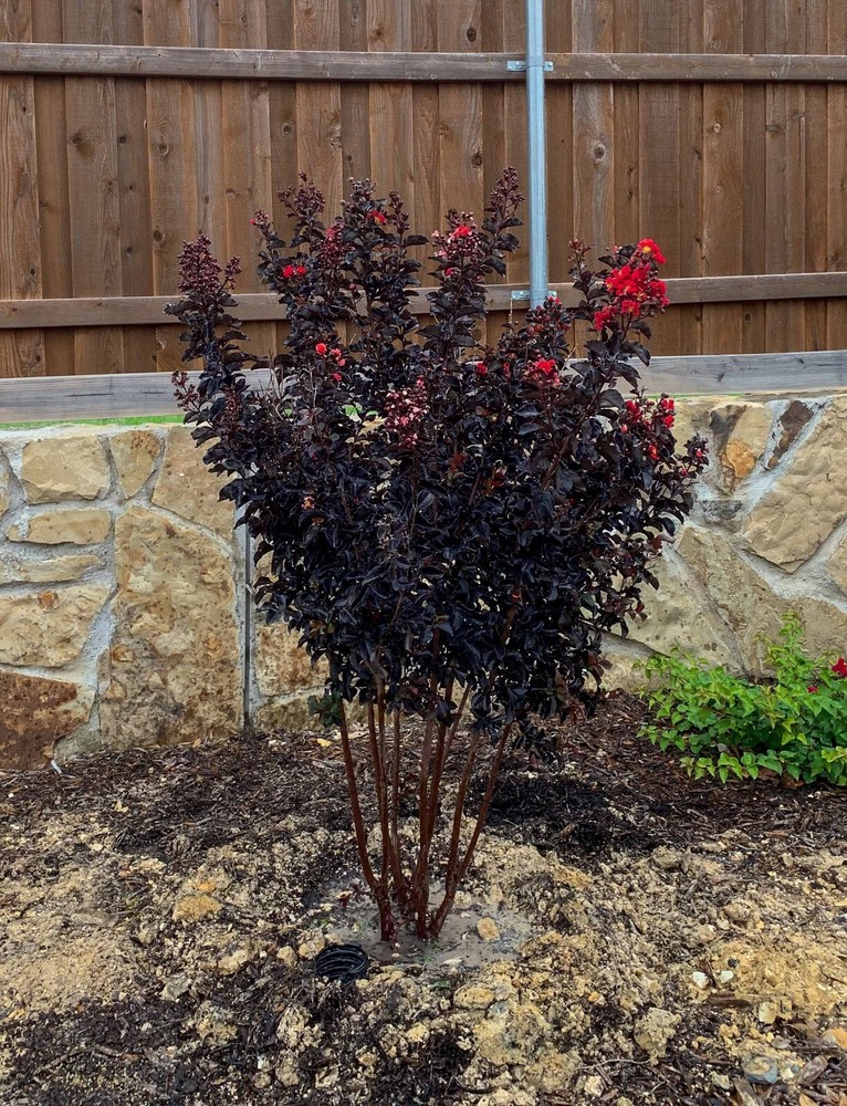 Ruby Thunderstruck Crape Myrtle Starter Lagerstroemia Rooted "STARTER" Plant