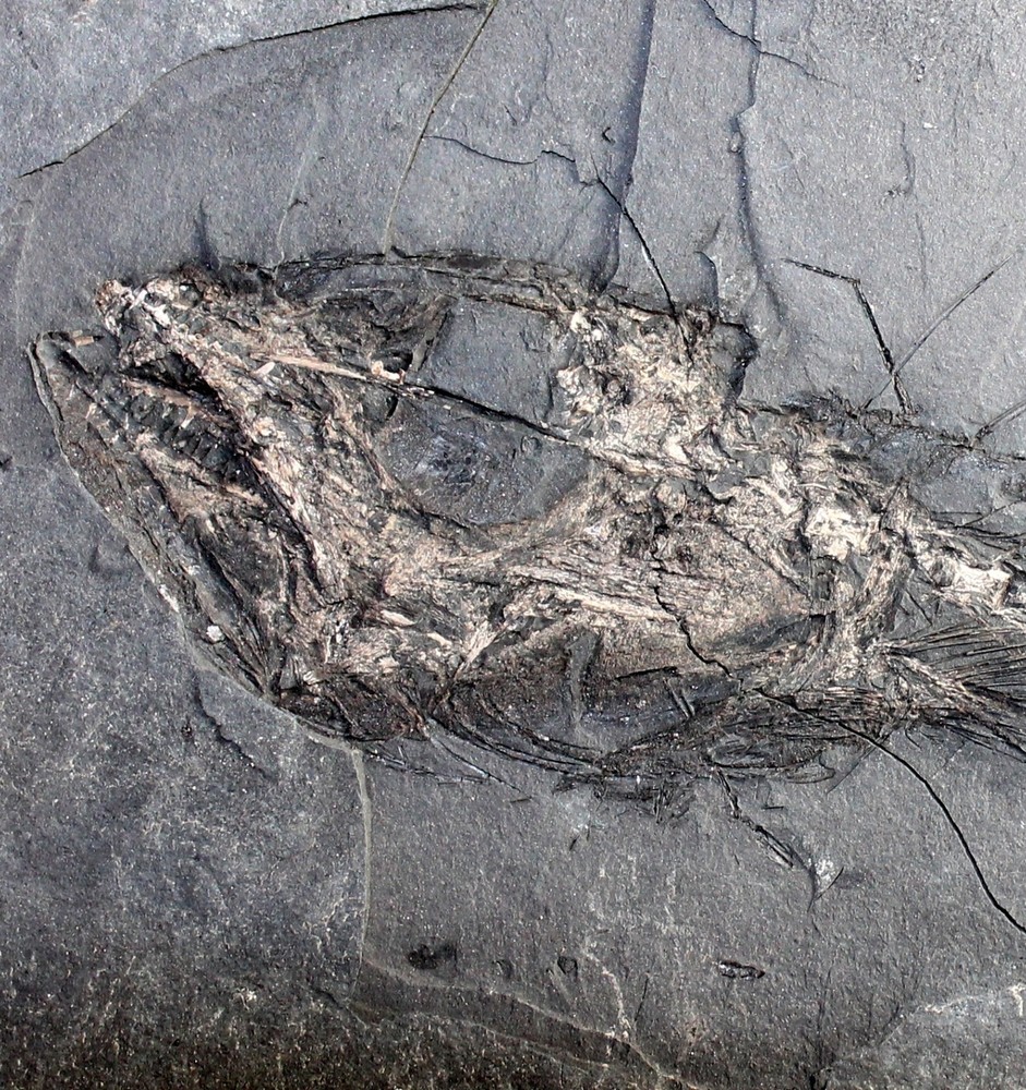 Lepidopus glarisianus - Big fossil fish