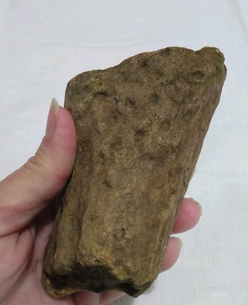 Stigmaria Fossil Root – Lepidodendron Carboniferous Lycopsid Tree Root