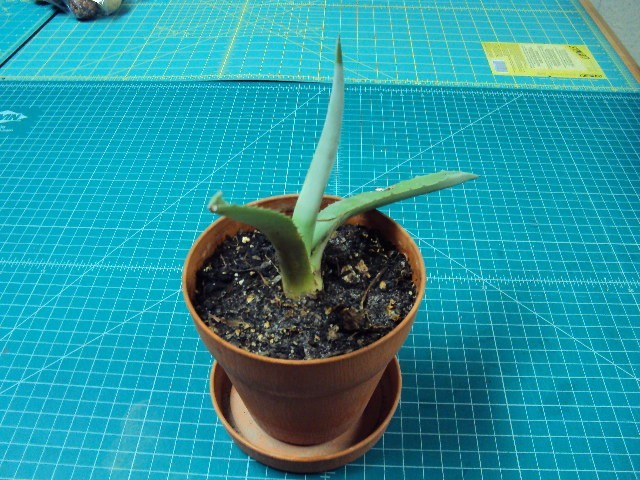 blue agave plant