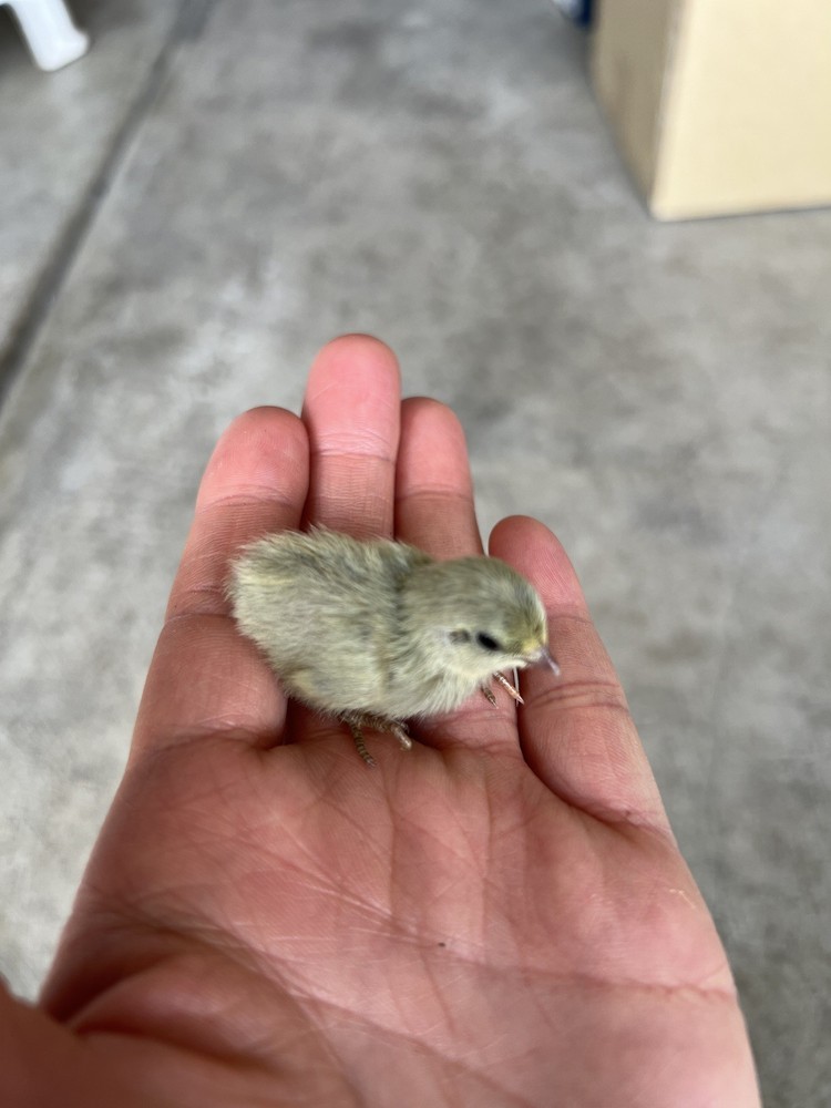 button quail hatching eggs