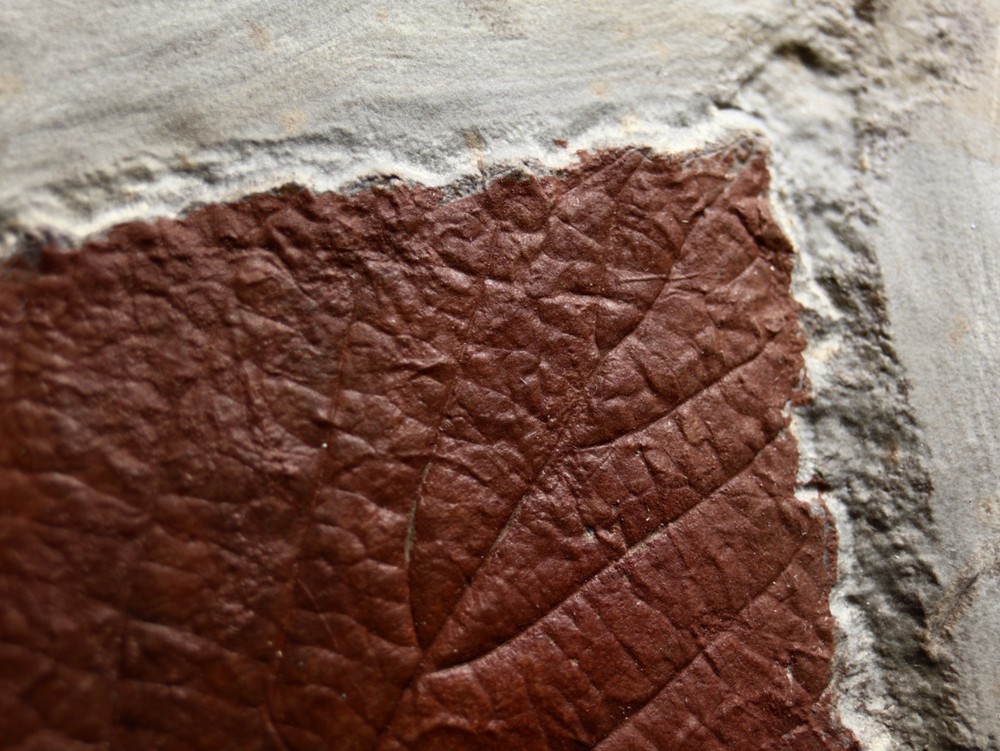 Gorgeous Leaf Fossil, Glendive, Montana