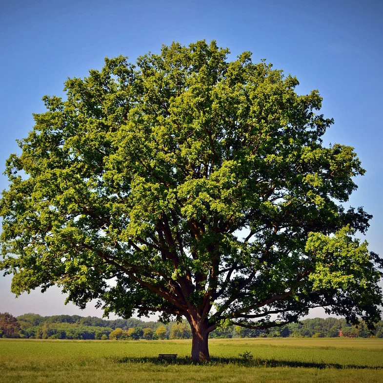 Northern Red Oak Tree - Bare Root, 2-3 ft | Quercus rubra