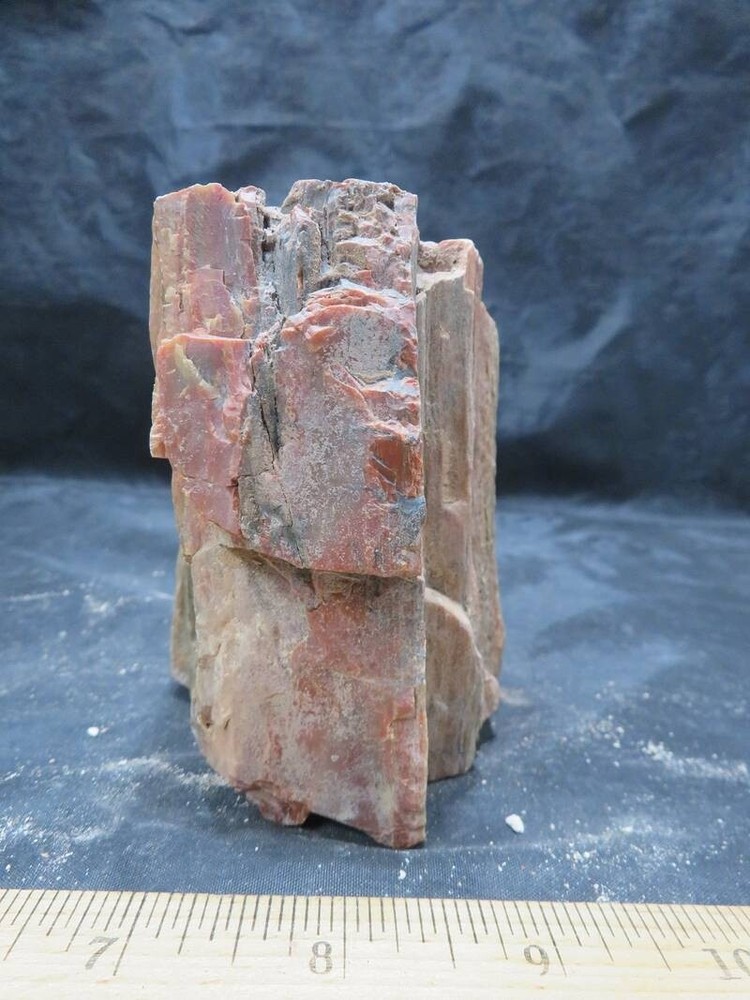 Petrified Wood 1 lbs & 11 ozs
