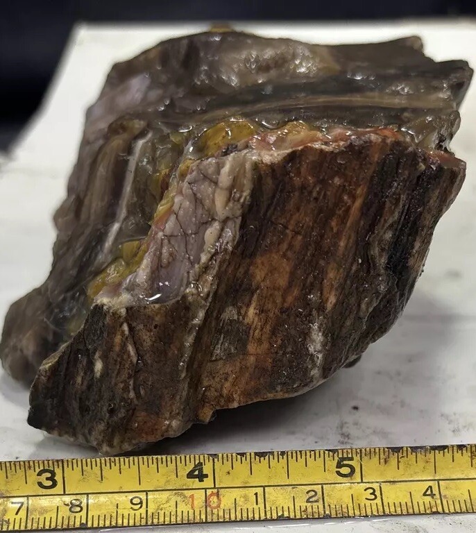 Colorful petrified wood