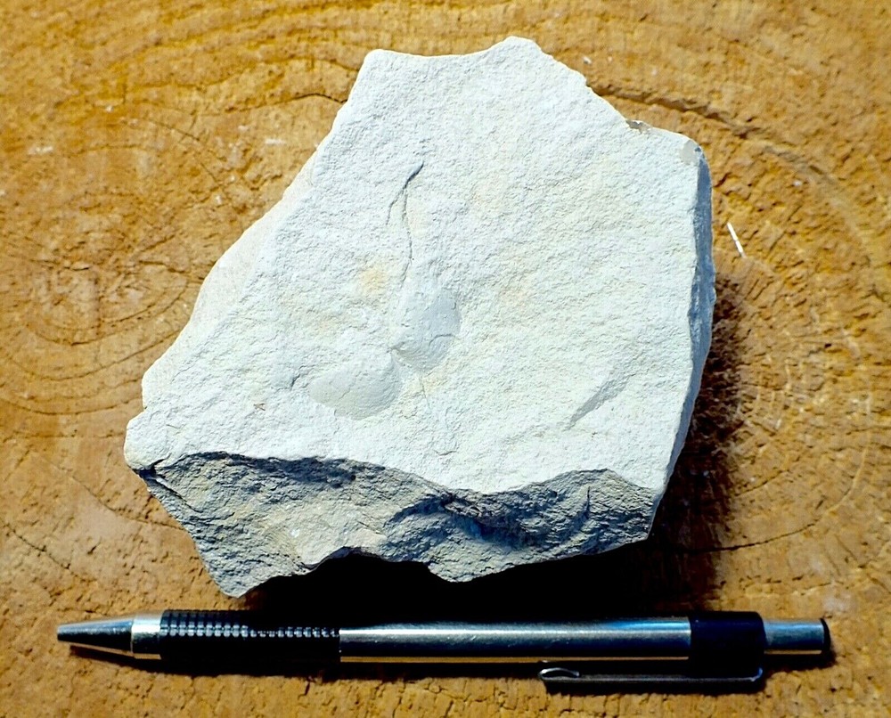 mudstone - teaching hand specimen of diatomaceous mudstone