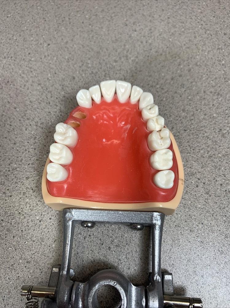 Dental Typodont Model With Removable Teeth Unbranded